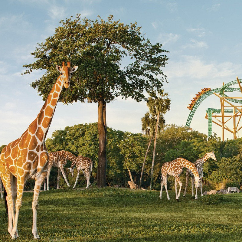Busch-Gardens-02