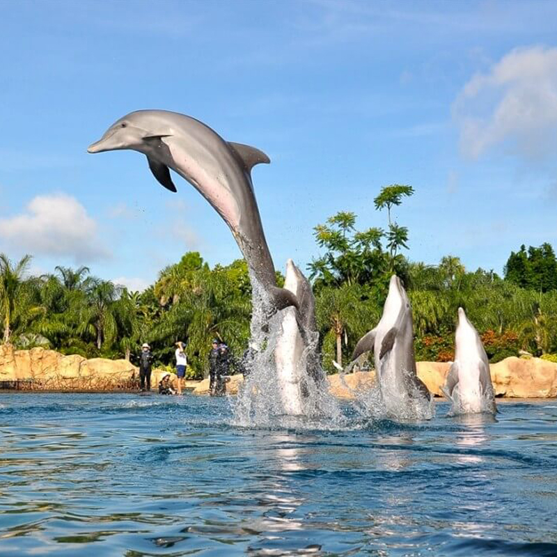 Discovery-Cove-03